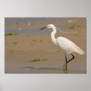 Search for egrets posters Birds
