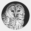 Search for owl photo stickers Bird of prey
