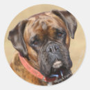 Search for brindle boxer stickers Bob and pam langrish
