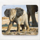 Search for mud mousepads Wildlife