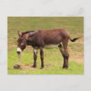Search for donkey postcards Cute