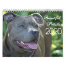 Search for pitbull Pets