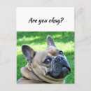 Search for funny dog postcards Pun