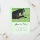 Search for equine invitations Brown horse