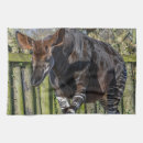 Search for okapi Wildlife