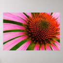 Search for coneflower posters Bloom