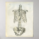 Search for skeleton posters Anatomy