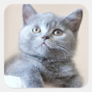 Search for british shorthair cat stickers Animal