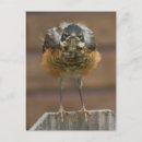 Search for baby birds postcards Robin