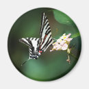 Search for tiny small magnets Wings