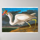 Search for ornithologist posters Audubon