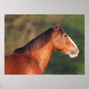 Search for horse breed posters Bay