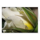 Search for rose postage White