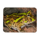 Search for native magnets Wildlife