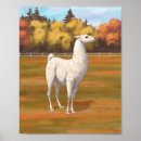 Search for white llama posters Llamas