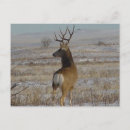 Search for mule deer postcards Hunting