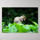 Search for nut posters Animals