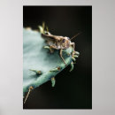 Search for grasshopper posters Photograph