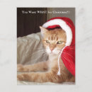 Search for ginger cat cards Orange tabby
