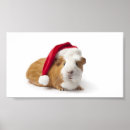 Search for guinea pig art Animal