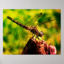 Search for dragonfly art Wildlife
