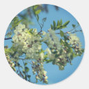 Search for locust tree White