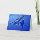 Search for humpback cards Underwater