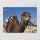 Search for camel postcards North africa
