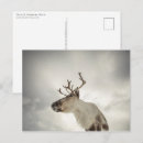 Search for sami postcards Norway