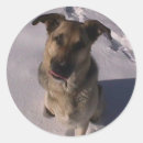 Search for dog bone stickers Canine