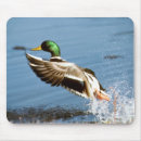 Search for wild duck Waterfowl