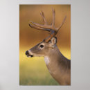 Search for odocoileus posters United states