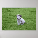 Search for american pit bull terrier posters Apbt