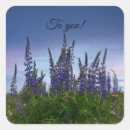 Search for lupine stickers Meadow