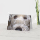 Search for coated cards Dog