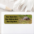Search for armadillo Nine banded armadillo