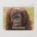 Search for apes photography Orangutans