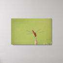 Search for resting canvas prints Wildlife