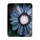 Search for daisy magnets Elegant