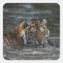 Search for siberian tiger stickers Wildlife