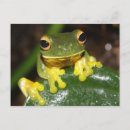 Search for green tree frog Orange
