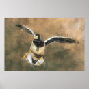 Search for flying ducks art Nature