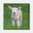Search for babys magnets Farm animal