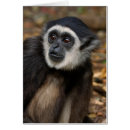 Search for gibbon postcards Animal