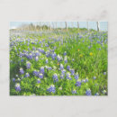 Search for roadside postcards Rural