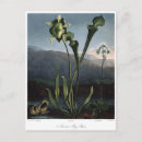Search for flower illustrations postcards Floral