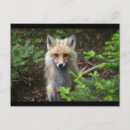 Search for red foxes postcards Carnivore