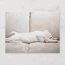 Search for yellow postcards Cute