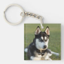 Search for husky key rings Puppy