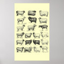 Search for vintage sheep posters Farm